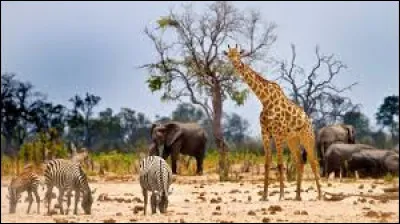 La faune désigne l'ensemble des animaux et le faune est...