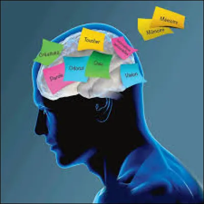 La mémoire est la faculté de l'esprit d'enregistrer, conserver et rappeler les expériences passées.
Le mémoire est...