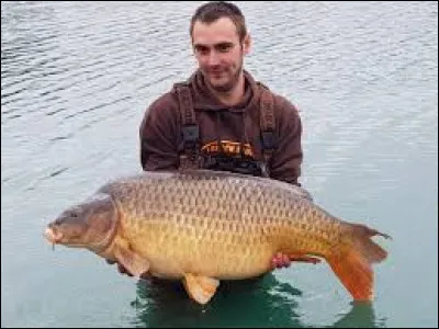 Ce pêcheur porte une grosse carpe !
Mais qu'est-ce qu'un carpe ?