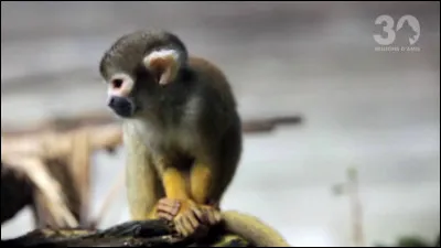 De quelle couleur est cette animal