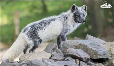 Quel est cet animal ?