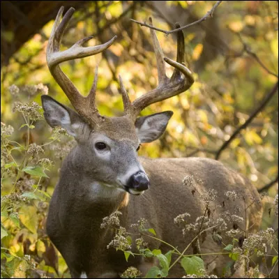 Quel est cet animal ?