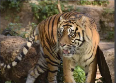 Quel est cet animal ?