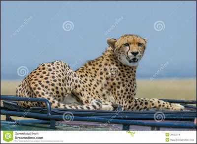 Quel est cet animal ?