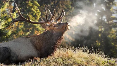 Quel est cet animal ?