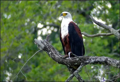 Quel est cet animal ?