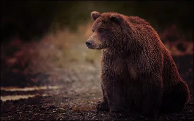 Quand un ours chasse, il se fie plus à sa vue qu'à son odorat.