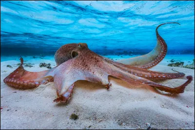 Quelle est la particuliarité des pieuvres ?