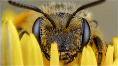 Quelles sont les deux couleurs, outre les ultraviolets, qu'une abeille peut distinguer ?