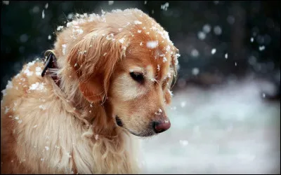 Un chien peut uniquement voir en noir et blanc.