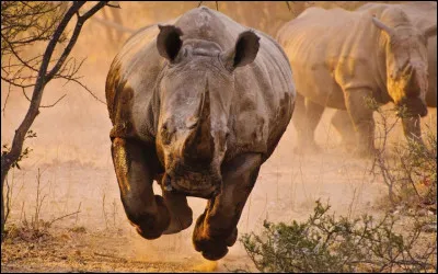 Les rhinocéros sont myopes. Cependant, quel sens leur permet de détecter les intrus ?