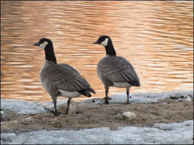 Cette espèce ne glousse pas comme une sorcière, mais est une version miniature d'un plus grand rapport :