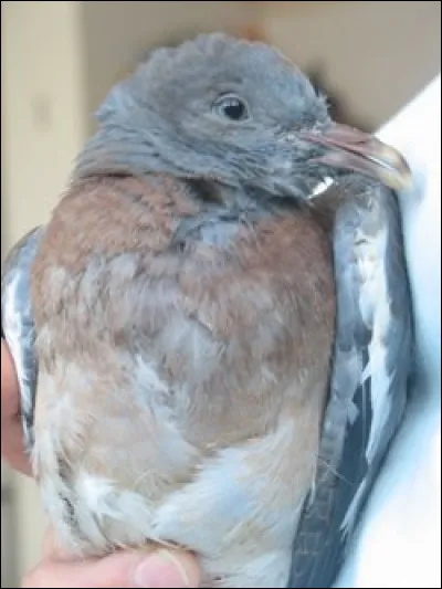 Comment appelle-t-on un jeune pigeon ?