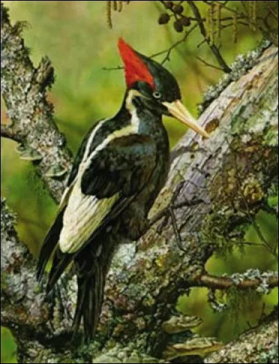 Cet oiseau est la plus grande espèce de pics aux États-Unis. Qui est-ce ?