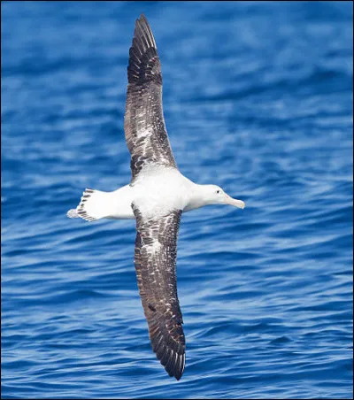 Quel oiseau a la plus grande envergure de tous les oiseaux volants ?