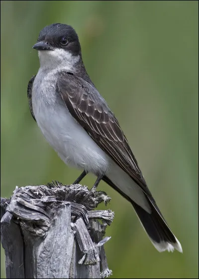 Le Tyrannus Tyrannus est un grand gobe-mouche, quel est son nom commun ?