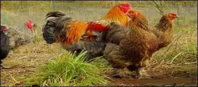 Dans quel cas vous recommande-t-on de numéroter vos abattis ?!