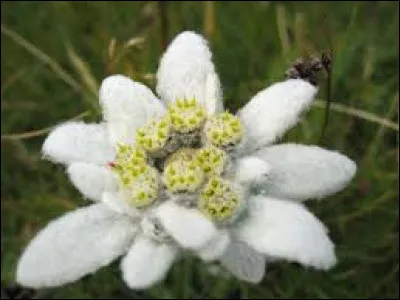 Edelweiss : fleur de haute montagne.
Quel est le genre de ce mot ?