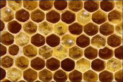 Alvéole : logette des rayons du nid des abeilles ou des guêpes.
Quel est le genre de ce mot ?