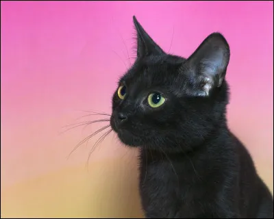 Crois-tu aux malédictions ?