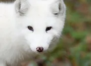Quiz Animaux