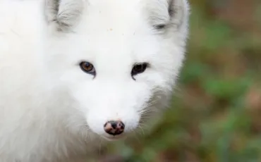 Quiz Animaux