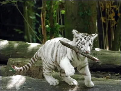 De quelle couleur est ce tigre ?