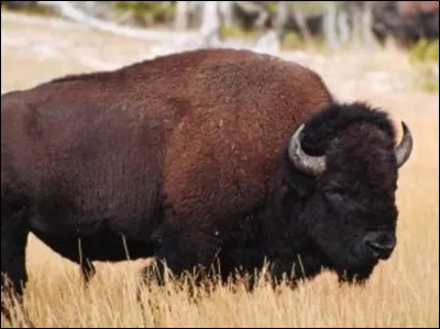 O&ugrave; vit ce bison ?