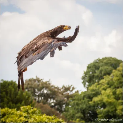 Comment s'appelle cet animal ?