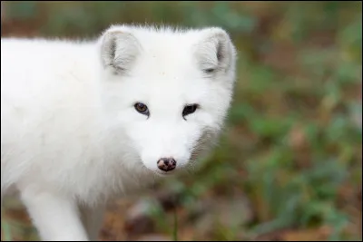 Quel est cet animal ?