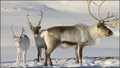 Qui sont ces animaux ?