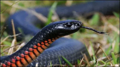 De quelle couleur est cet animal ?