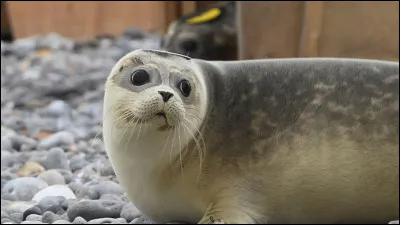 Quel est cet animal ?