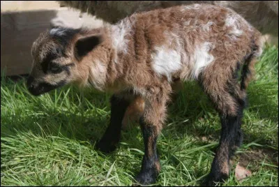 Le chabin est un croisement entre un bélier et une chèvre mais comment se nomme le petit issu du croisement d'un bouc et d'une brebis ?