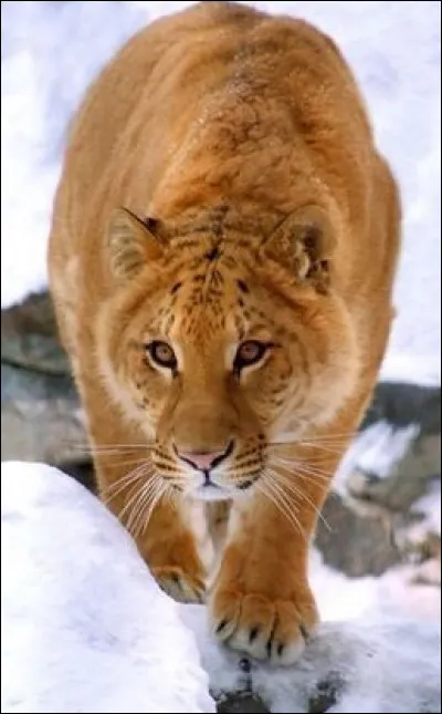 Le jaguatigre issu du croisement d'un jaguar et d'une tigresse, a déjà un nom et pourtant il n'existe pas (encore).
Par contre, quel animal est issu du croisement d'un tigre et d'une femelle jaguar ?