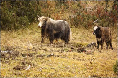 Ami joueur de scrabble, notez le bien car le zopiok fera un carton !
De quel animal le zopiok ou la zoom si c'est une femelle, sont-ils les descendants ?