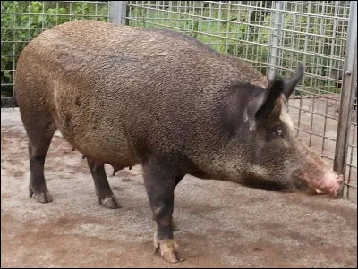 Malgré la différence du nombre de leurs chromosomes (19 paires pour le cochon contre 18 paires pour le sanglier) ils sont génétiquement et naturellement compatibles. Lesquels de ces qualificatifs ne désignent pas un animal issu du croisement de ces deux espèces ?