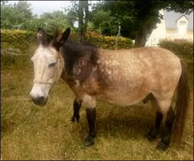 Quels animaux sont engendrés par un étalon et une ânesse ?