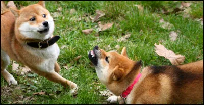 Tu promènes ton chien dans la rue, lorsqu'un autre l'attaque...