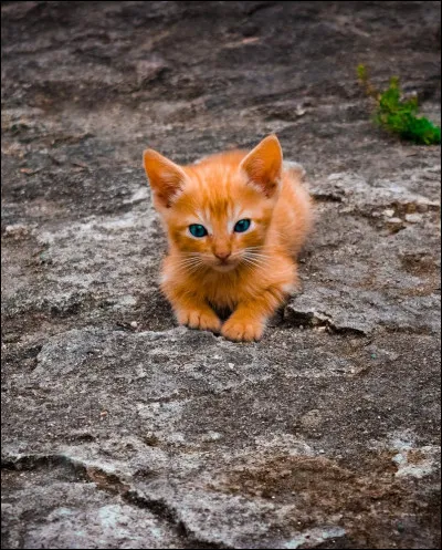 Qui préfères-tu avoir dans ton groupe d'amis parmi les chats LGDC ?