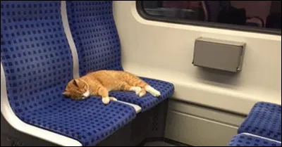 Votre animal domestique est obligé d'acheter un ticket pour prendre le train.