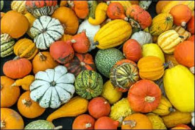 Parmi ces Cucurbitacées chassez l'intrus :