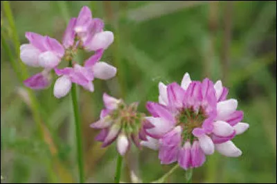 Après on attaque les Fabacées... Alors là l'intrus est fastoche :