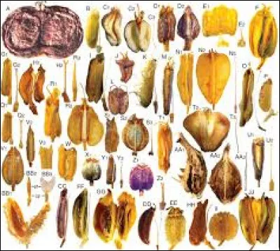 Un peu plus dur, parmi ces Apiacées, quel est l'intrus ?