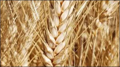 Ceux que je préfère ce sont les Astéracées, sauf l'intrus qui ne me rapporte rien :