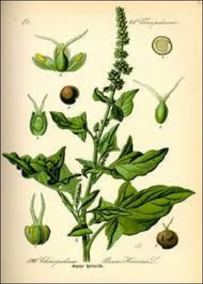 Là on arrive aux Chénopodiacées, où se cache l'intrus ?