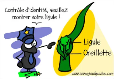 Et pour finir parmi toutes ces Poacées quel est l'intrus ?