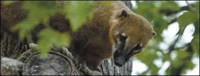 Associations de commerçants et artistes du Moyen-Age !