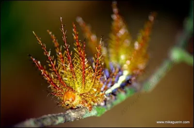 Poisson de la Méditerranée aux couleurs vives !