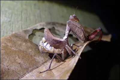 Le testicule et l'ovaire des mammifères sont tous deux ses représentants !